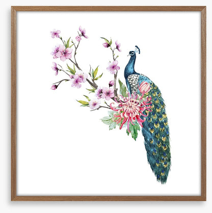 Tropical peacock