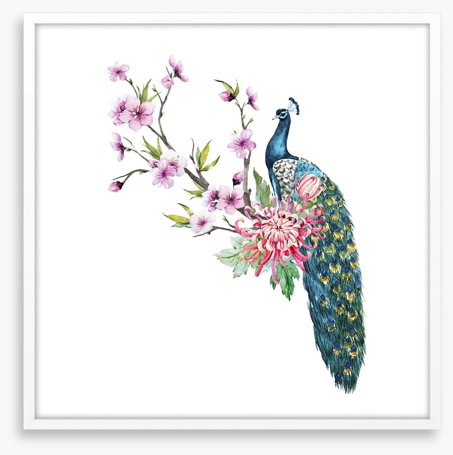 Tropical peacock
