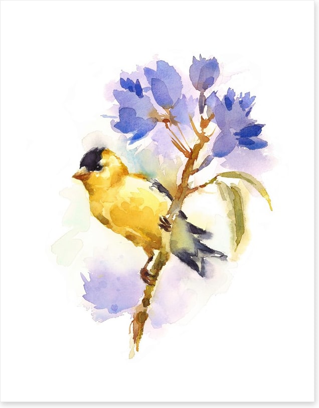 Little goldfinch