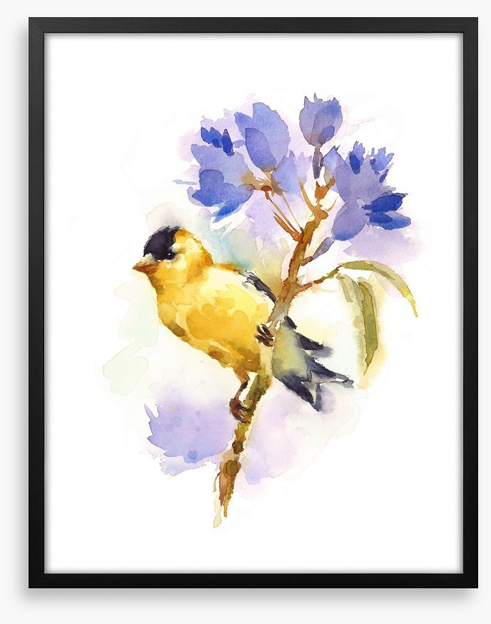 Little goldfinch