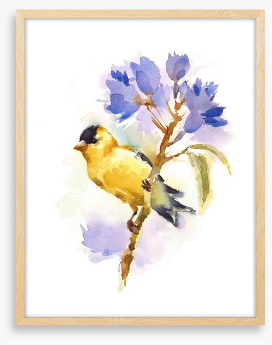Little goldfinch
