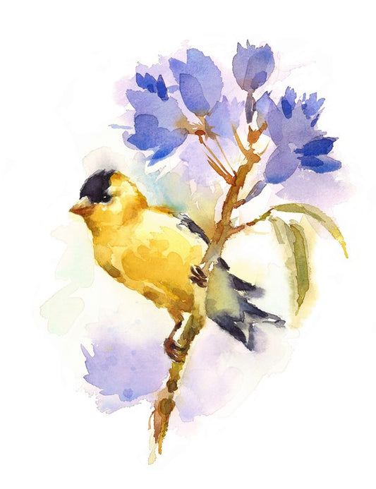 Little goldfinch