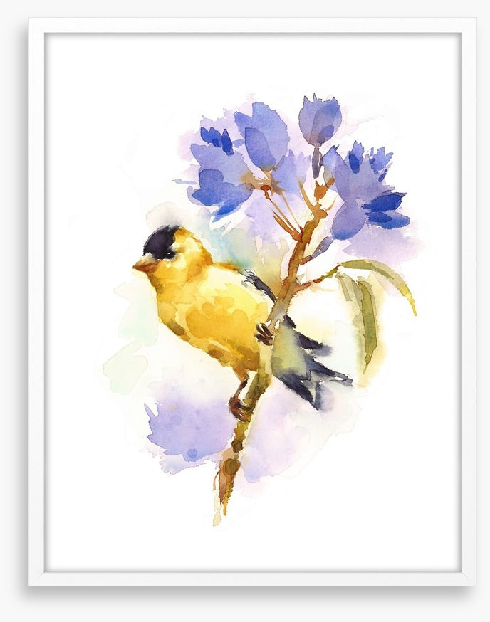 Little goldfinch