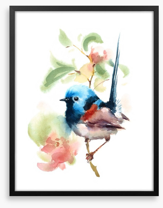 Little fairy wren