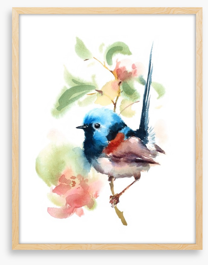 Little fairy wren