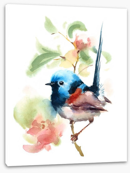 Little fairy wren