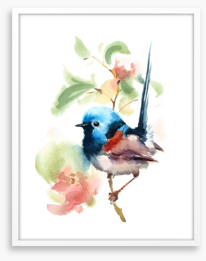 Little fairy wren