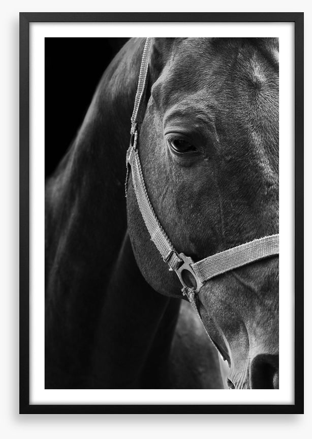 The dark horse