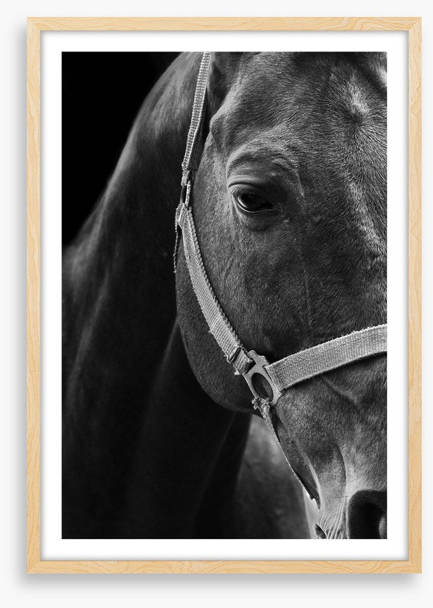 The dark horse