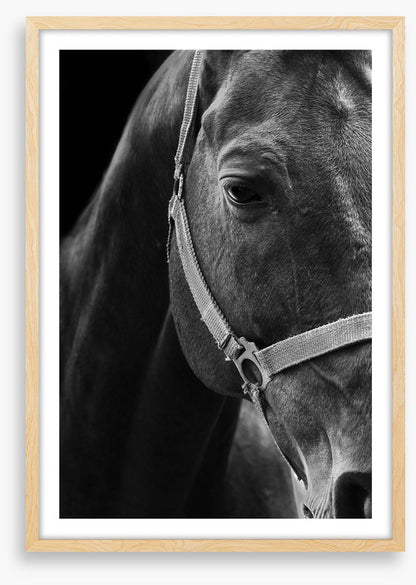 The dark horse