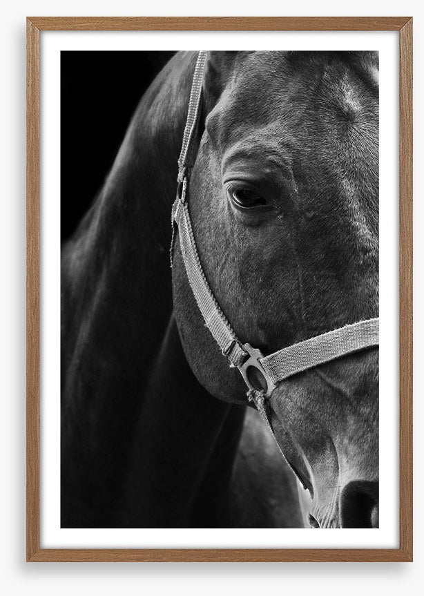 The dark horse