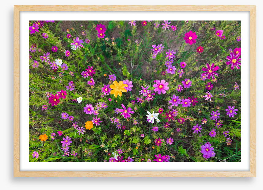 Burst into life