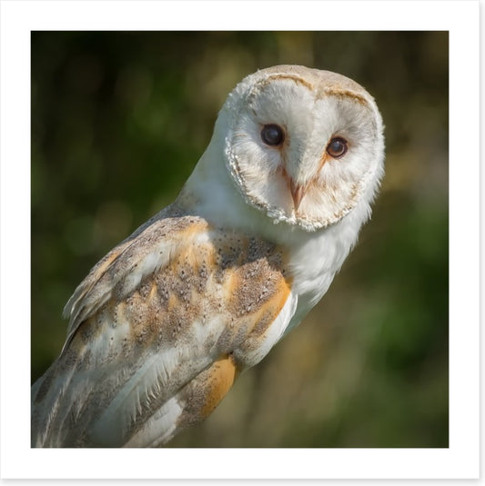 Watchful barn owl