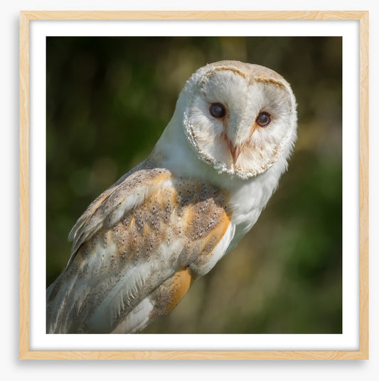 Watchful barn owl
