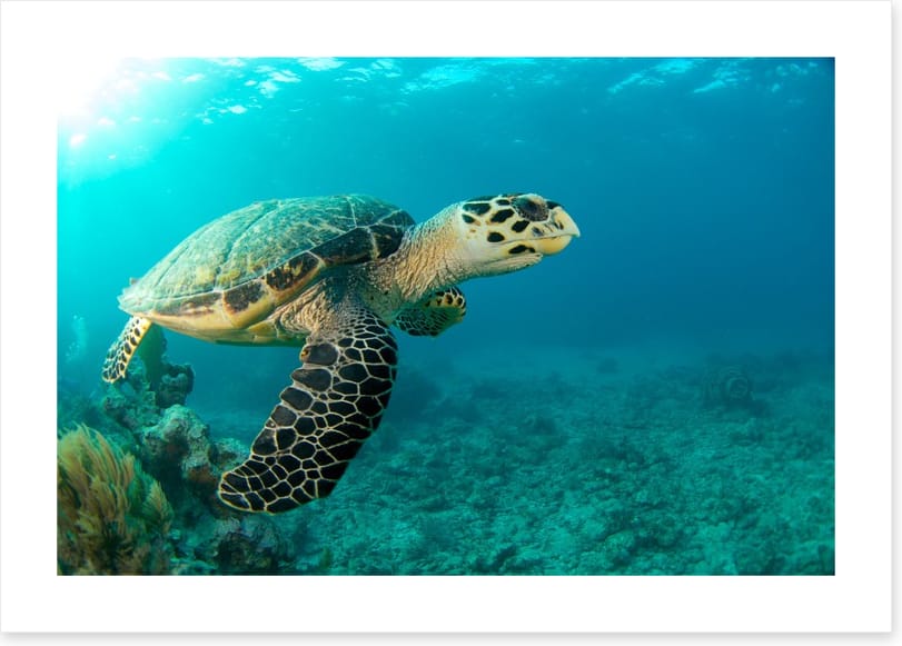 Turtle time