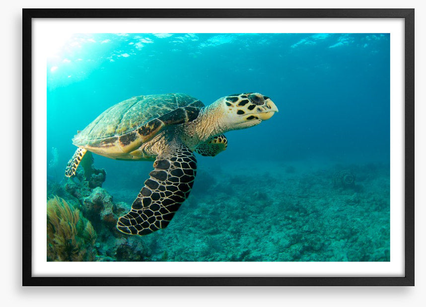 Turtle time