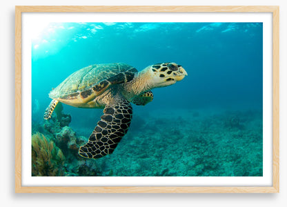 Turtle time