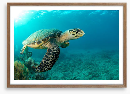 Turtle time