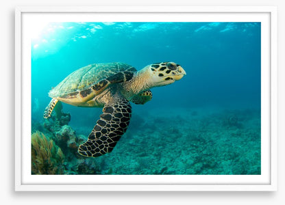 Turtle time