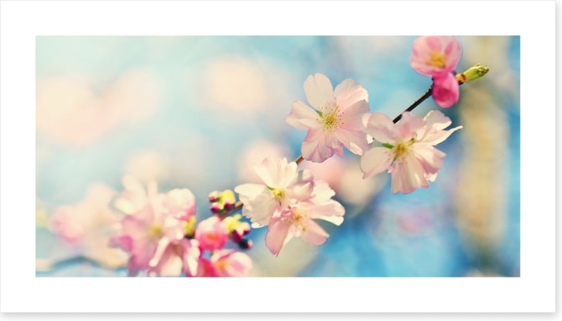 Blue sky blossom