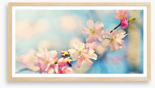 Blue sky blossom