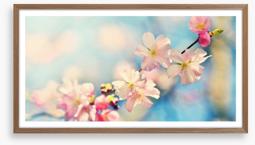 Blue sky blossom