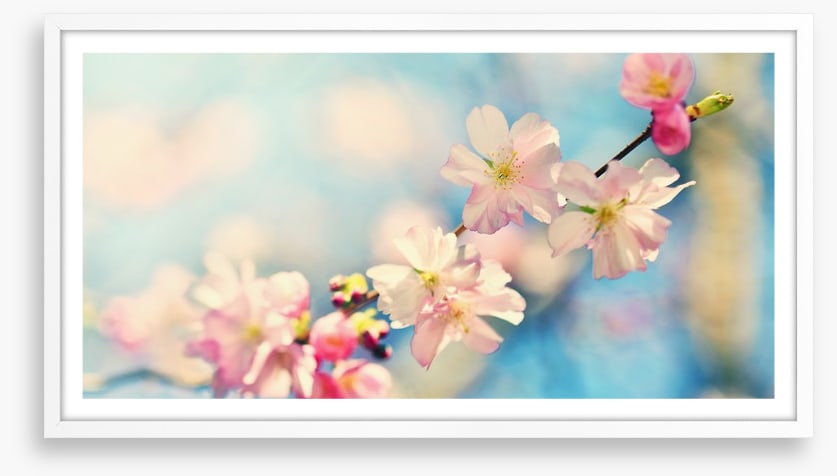 Blue sky blossom