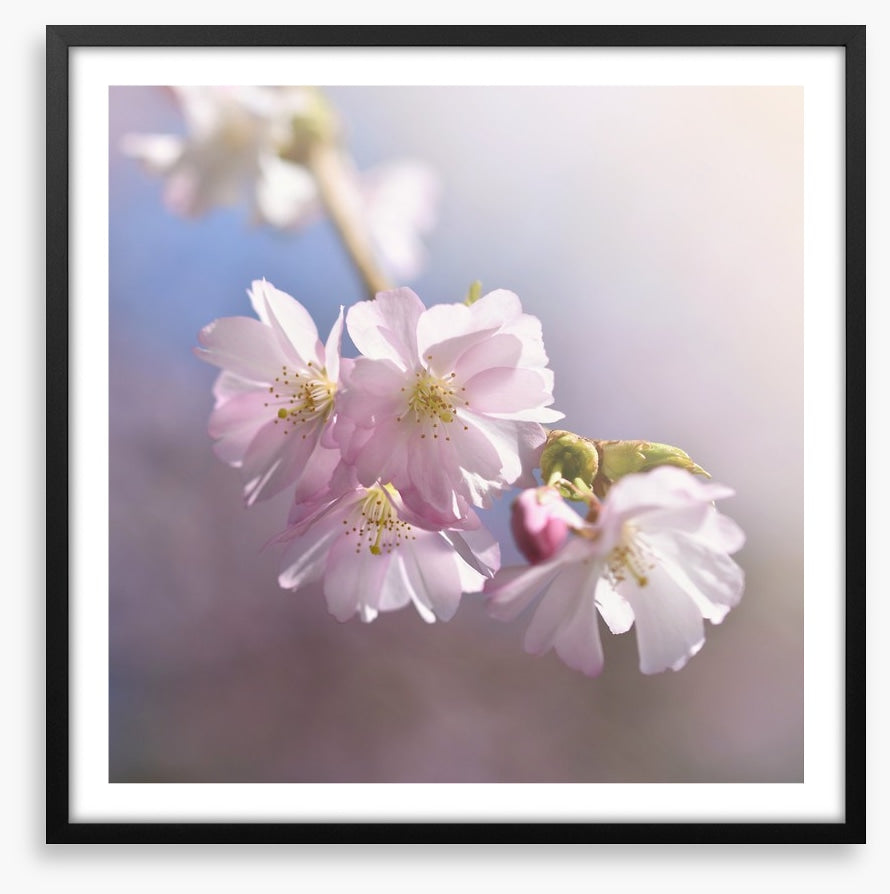 Spring sun sakura
