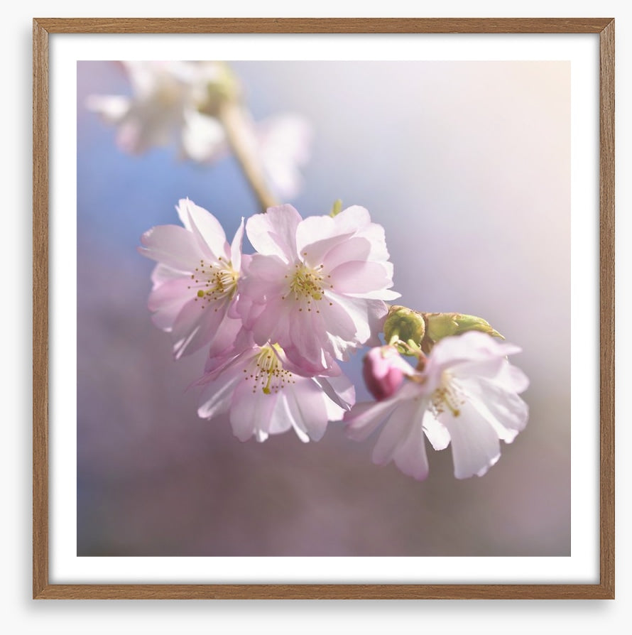 Spring sun sakura
