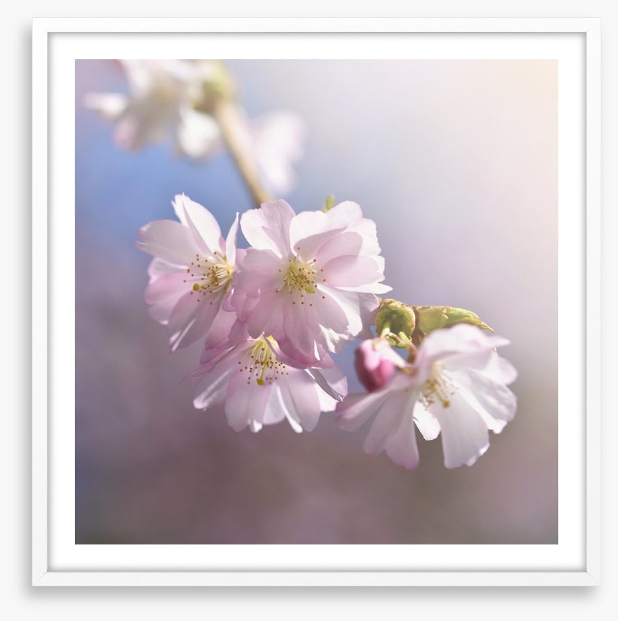 Spring sun sakura