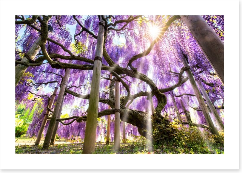 Wisteria sunshine