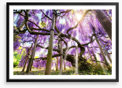 Wisteria sunshine