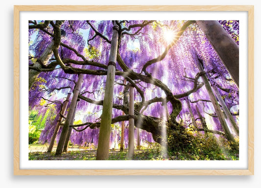 Wisteria sunshine