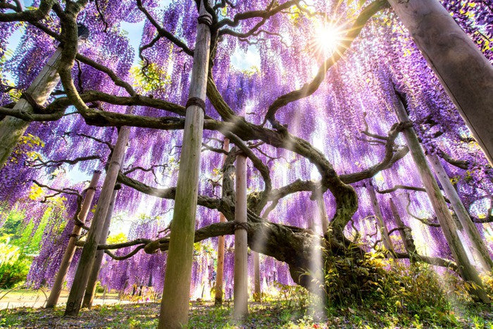 Wisteria sunshine