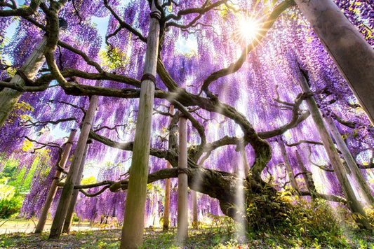 Wisteria sunshine