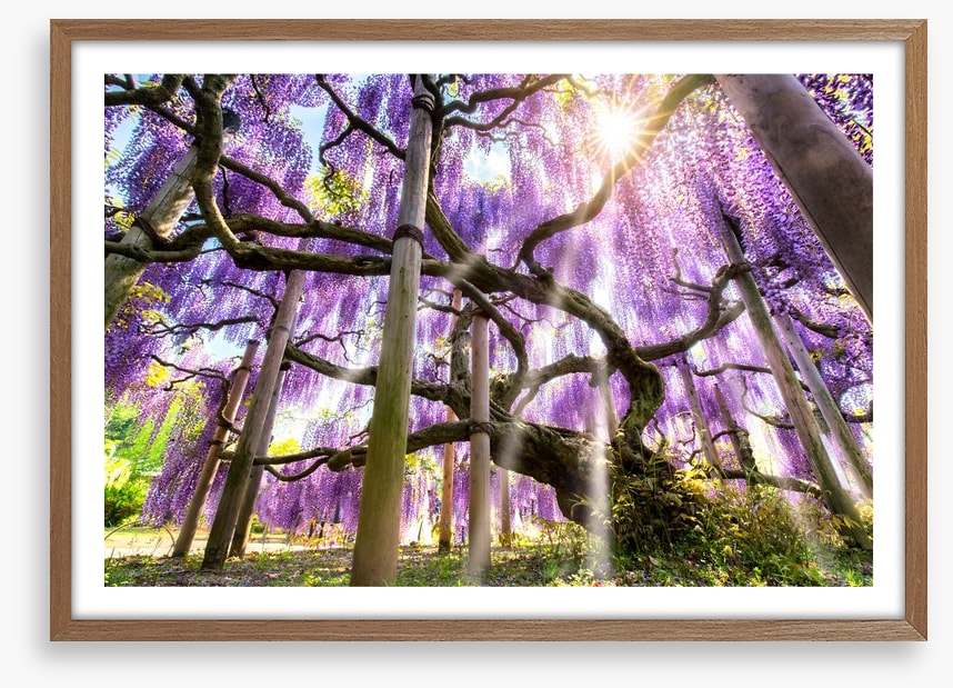 Wisteria sunshine
