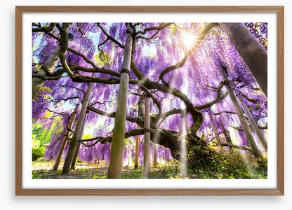 Wisteria sunshine