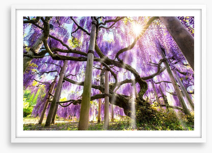 Wisteria sunshine