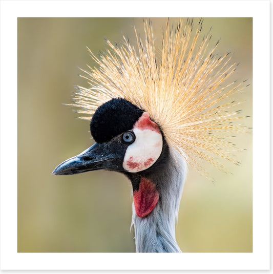Crown of the crane