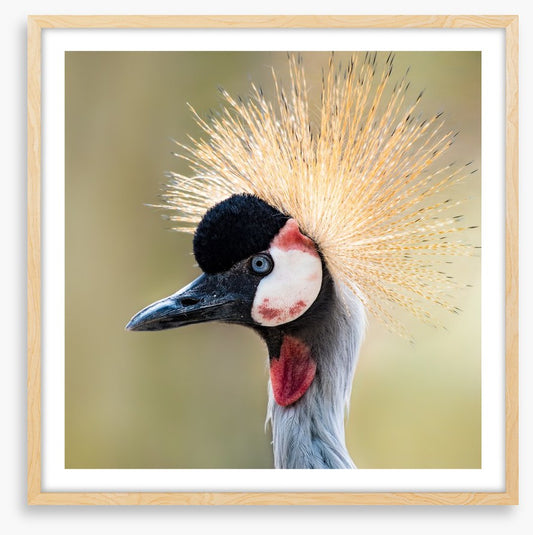Crown of the crane