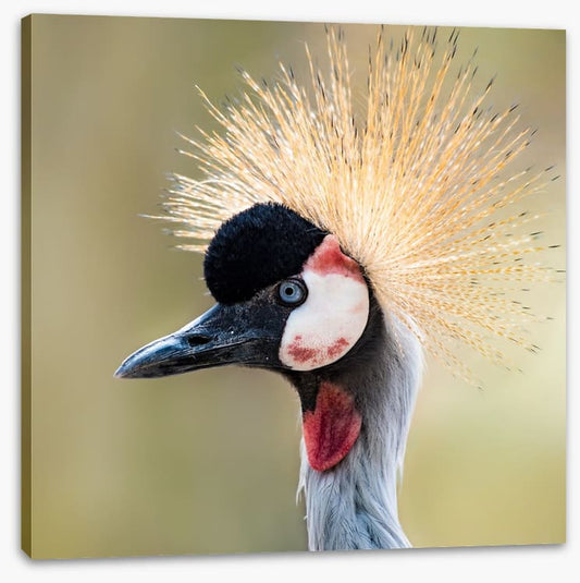 Crown of the crane