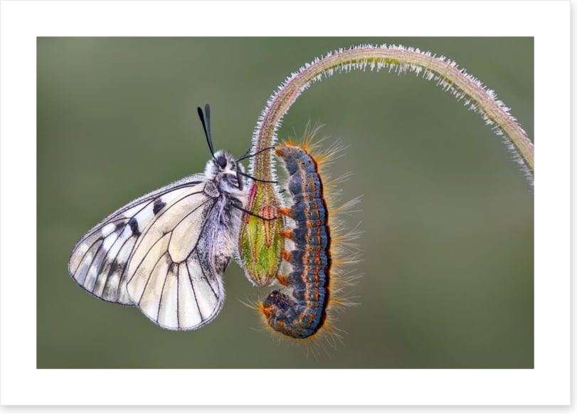 Insects