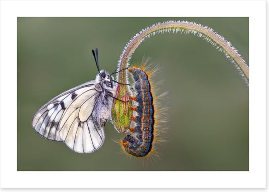 Insects