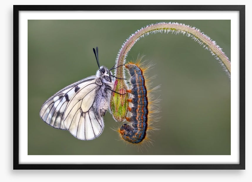 Insects