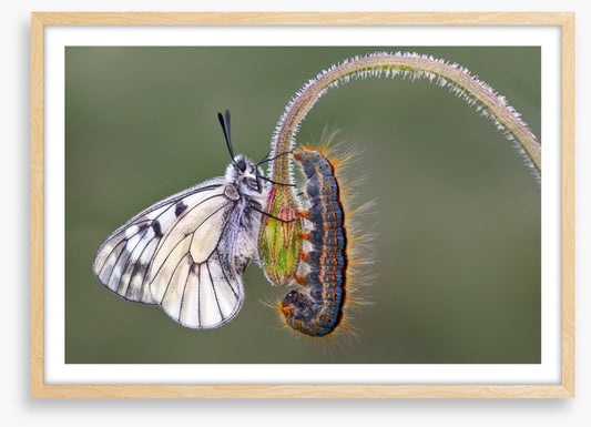 Insects