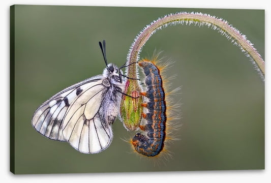 Insects