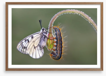 Insects