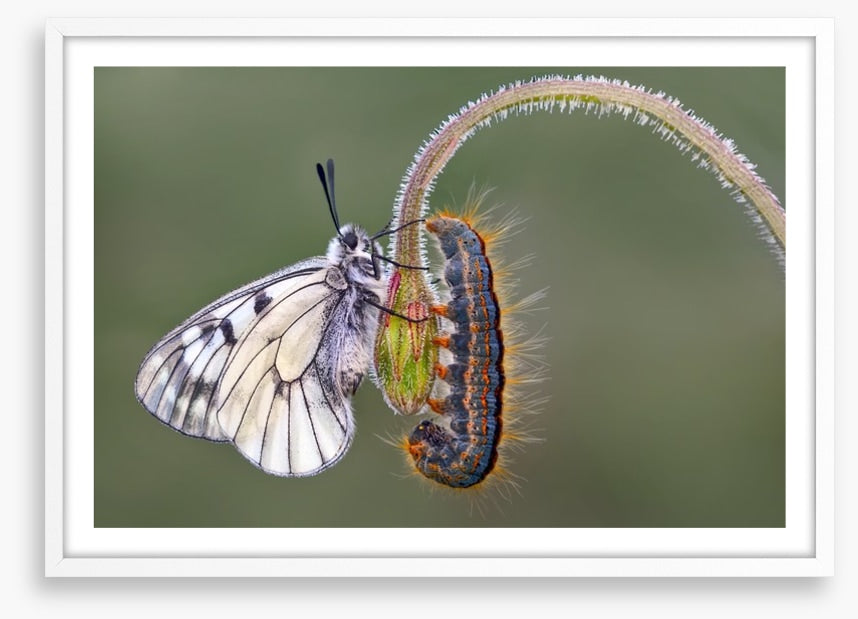 Insects