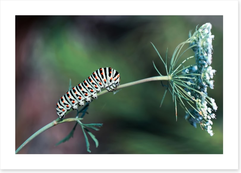 Insects