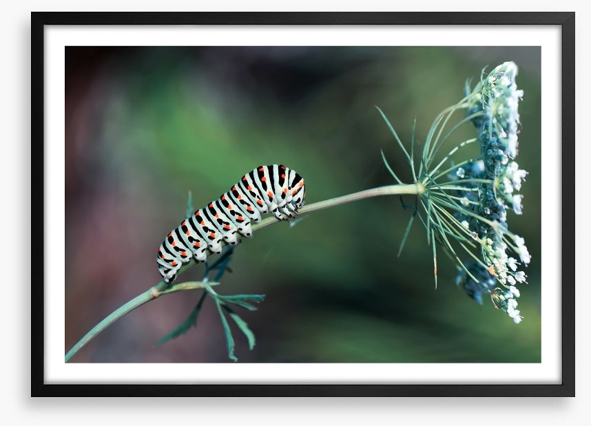 Insects